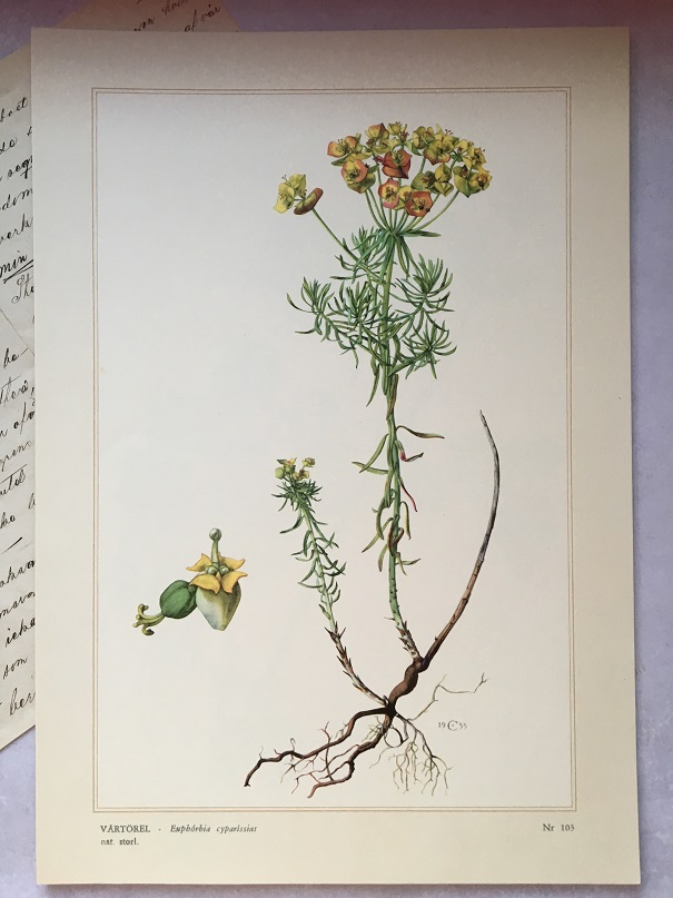 BOTANISK BILD - VÅRTÖREL - 2