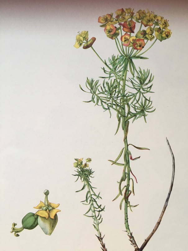 BOTANISK BILD - VÅRTÖREL