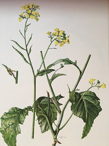 BOTANISK BILD - ÅKERSENAP