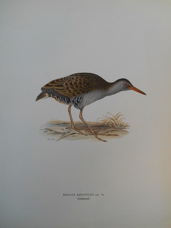 VATTENRALL - VON WRIGHT - 2