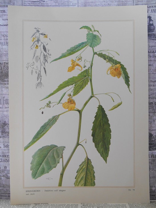 BOTANISK BILD - SPRINGKORN