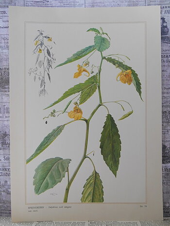 BOTANISK BILD - SPRINGKORN