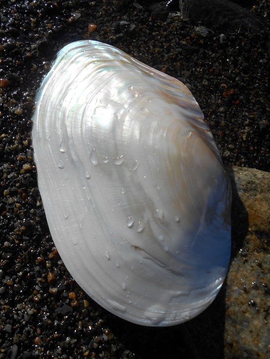 STORT MUSSELSKAL