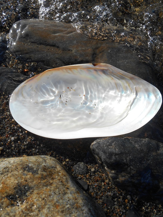 STORT MUSSELSKAL - 2
