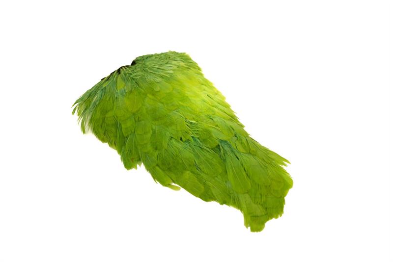 Indian Hen Saddle - 5