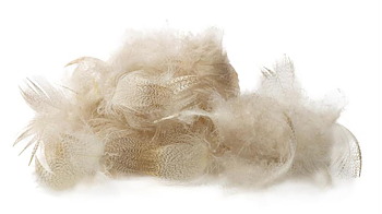 Mallard Drake Belly