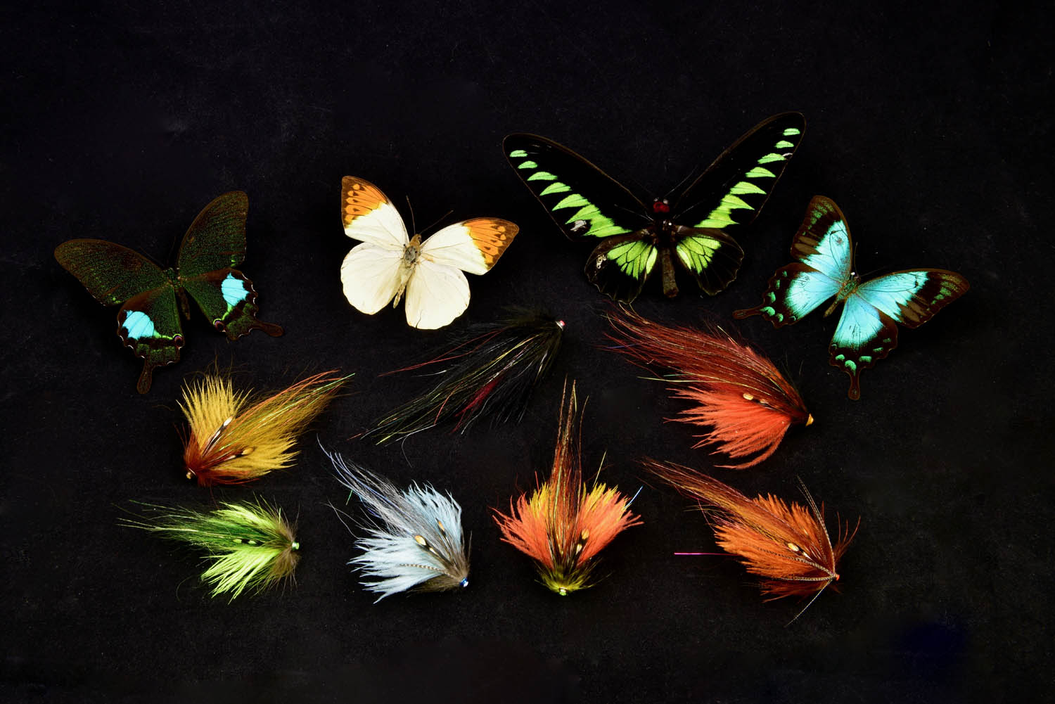 Mikael Frödin Butterfly Series - 2