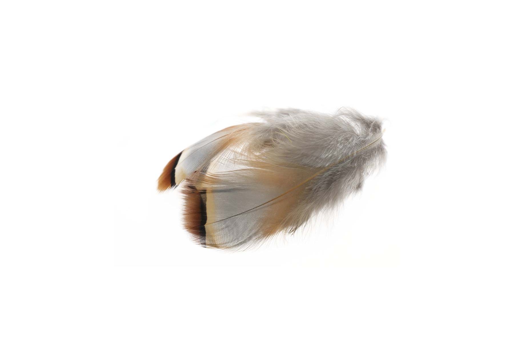 French Partridge/Rapphöna - 2