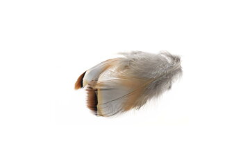 French Partridge/Rapphöna