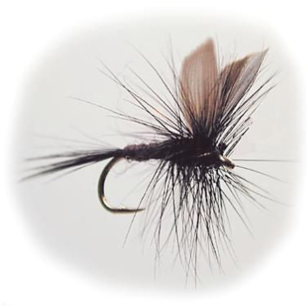 W - Black Gnat #14