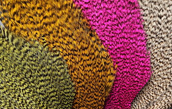 Futurefly Signature Rooster Cape