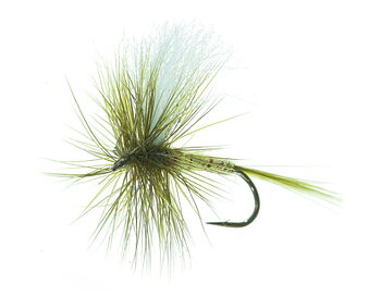 Aurivillii Olive