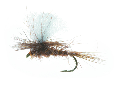 Parashute Dun Dark Brown