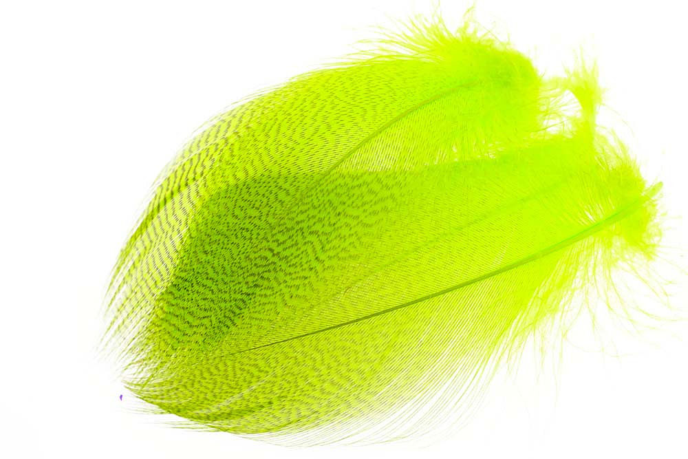 Mallard Barred Flank Select - Large - 3