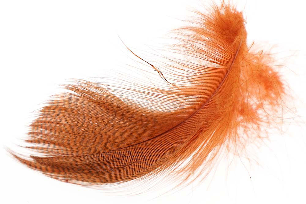 Mallard Barred Flank Select - Large - 11
