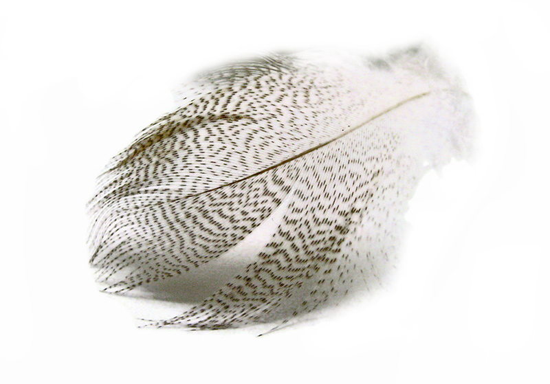 Mallard Barred Flank Select - Large