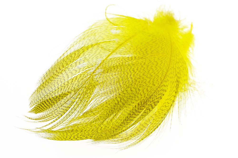 Mallard Barred Flank Select - Large - 5