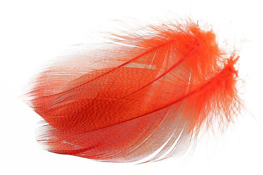 Mallard Barred Flank Select - Large - 4