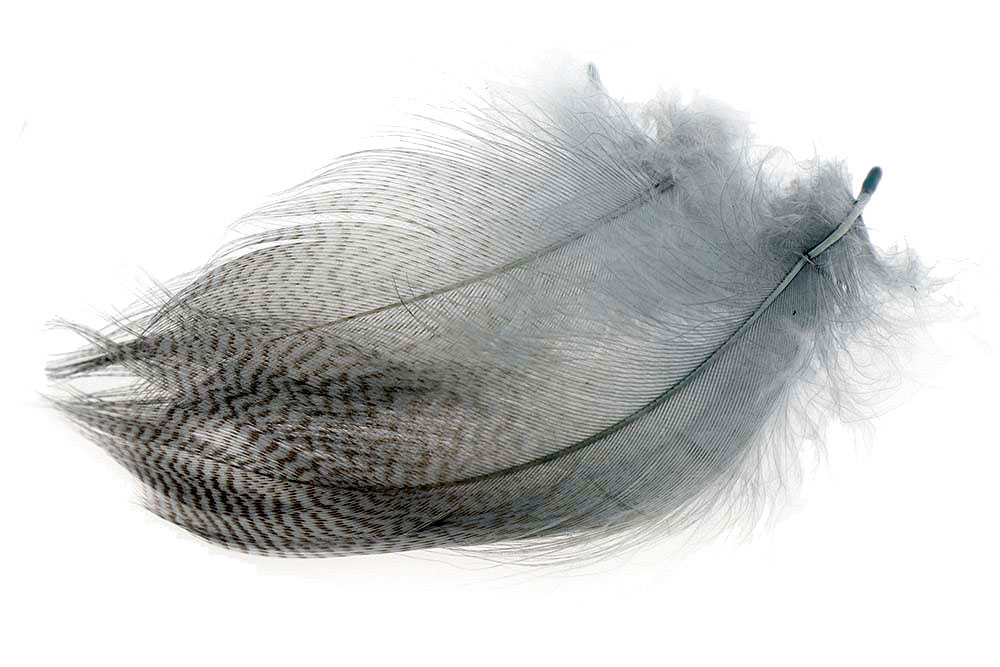 Mallard Barred Flank Select - Large - 15