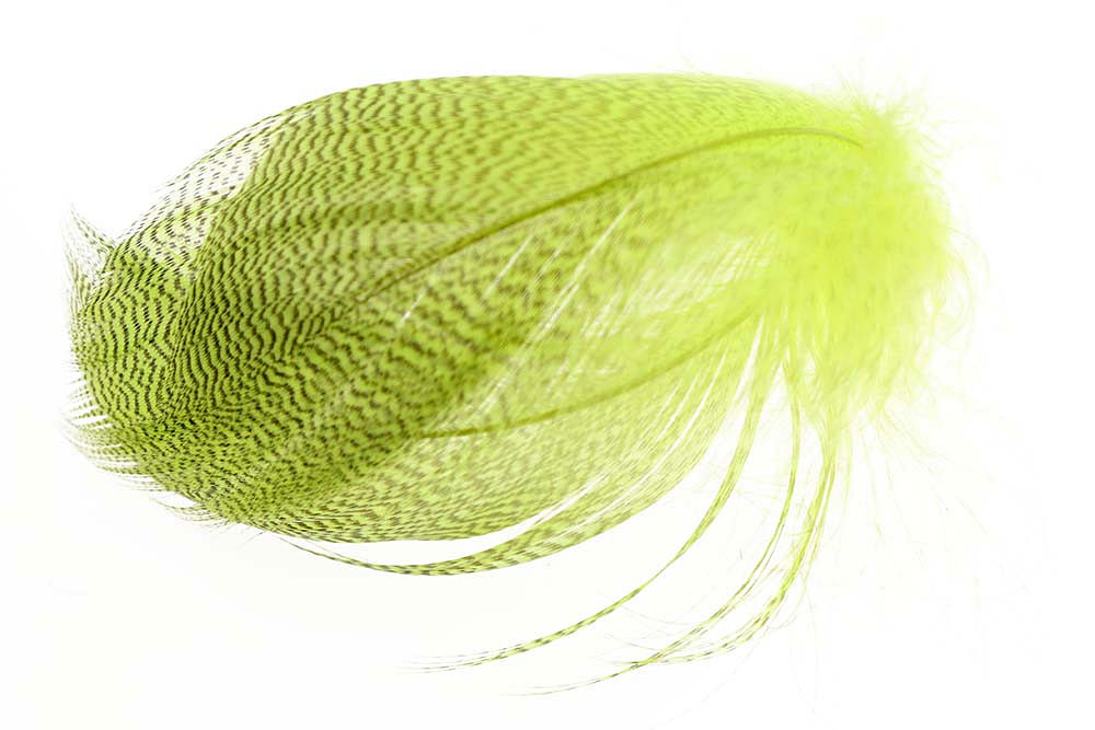 Mallard Barred Flank Select - Large - 12