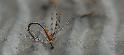 Freshwater