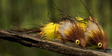 Trout Predator