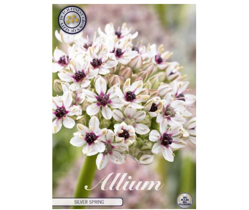 1 st ALLIUM SILVER SPRING lök