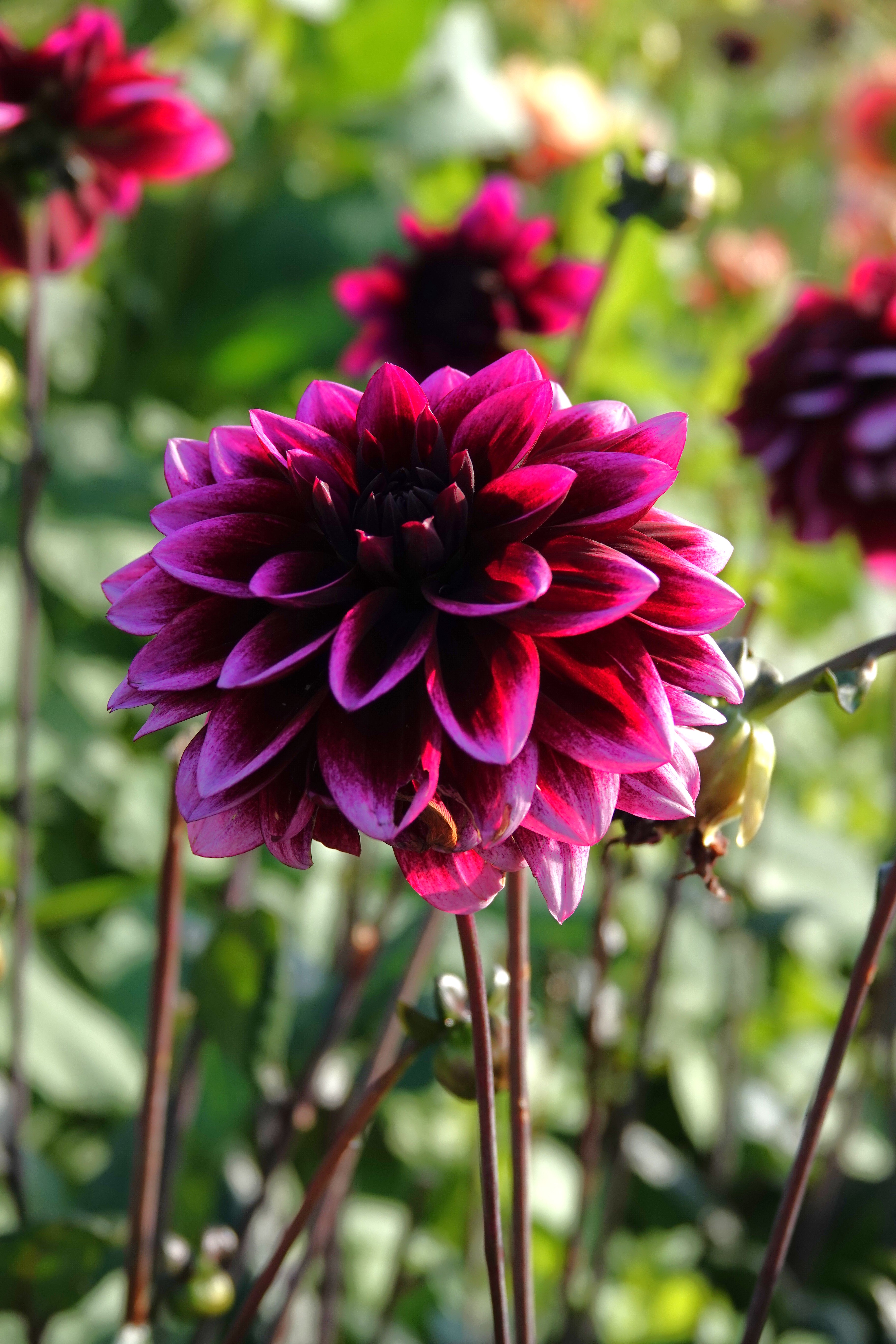 Dahlia Davina Michelle exklusiv sort!