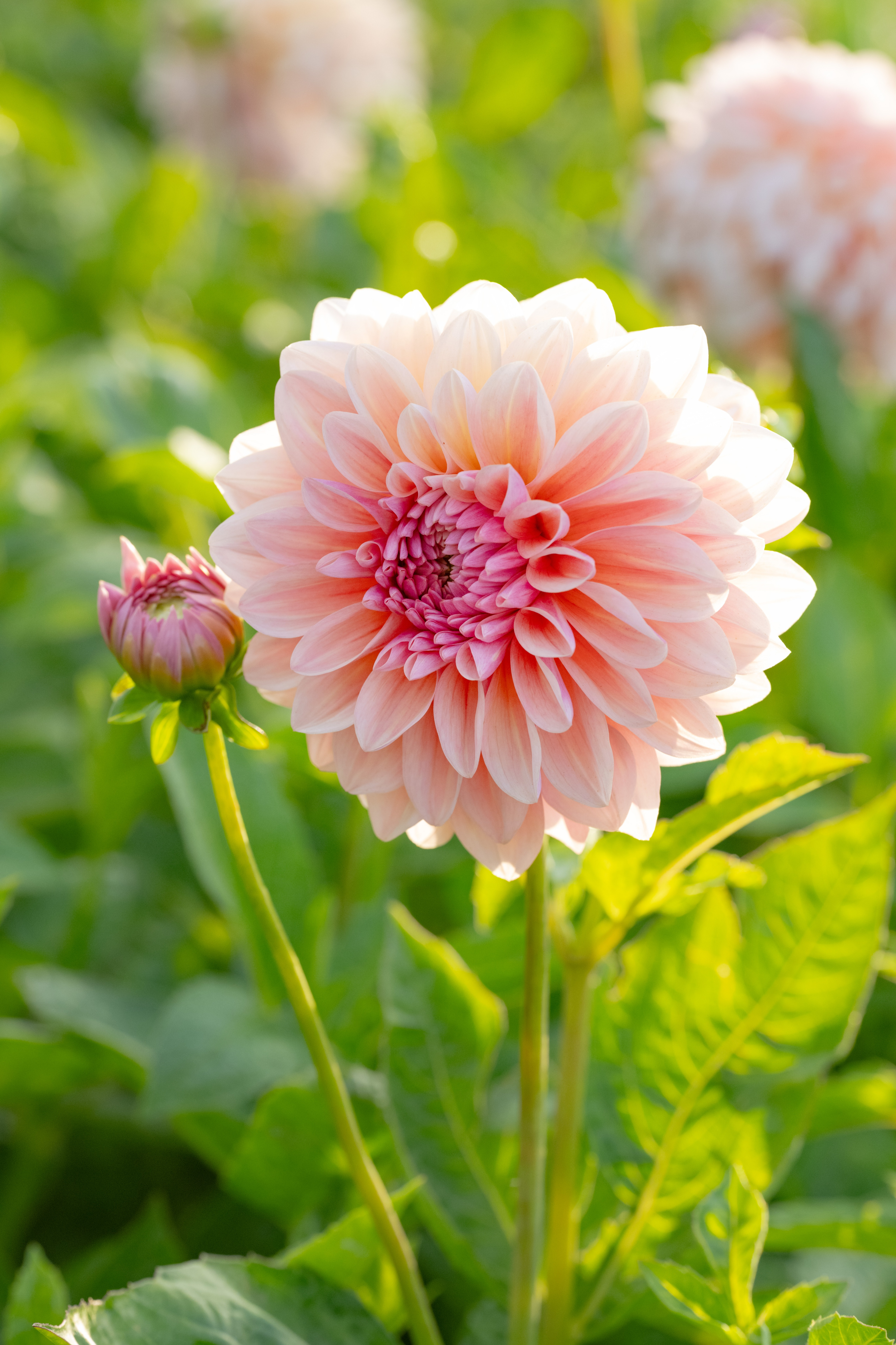 Dahlia Sturm Sweet Maria