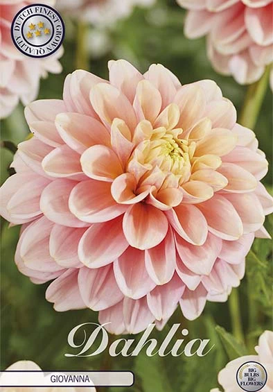 Dahlia Giovanna