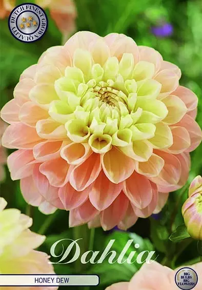 Dahlia Honey Dew