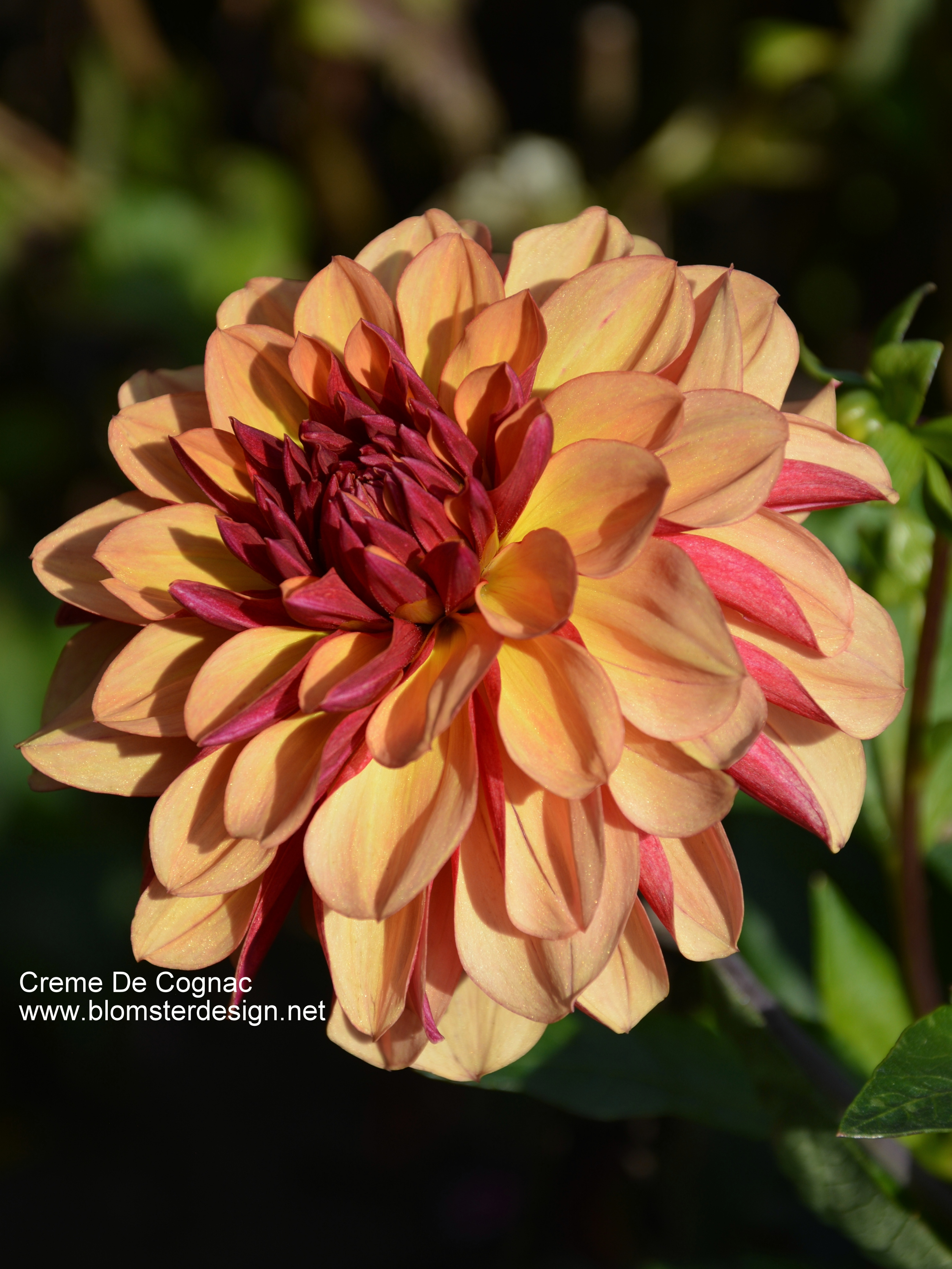 Dahlia Creme de Cognac
