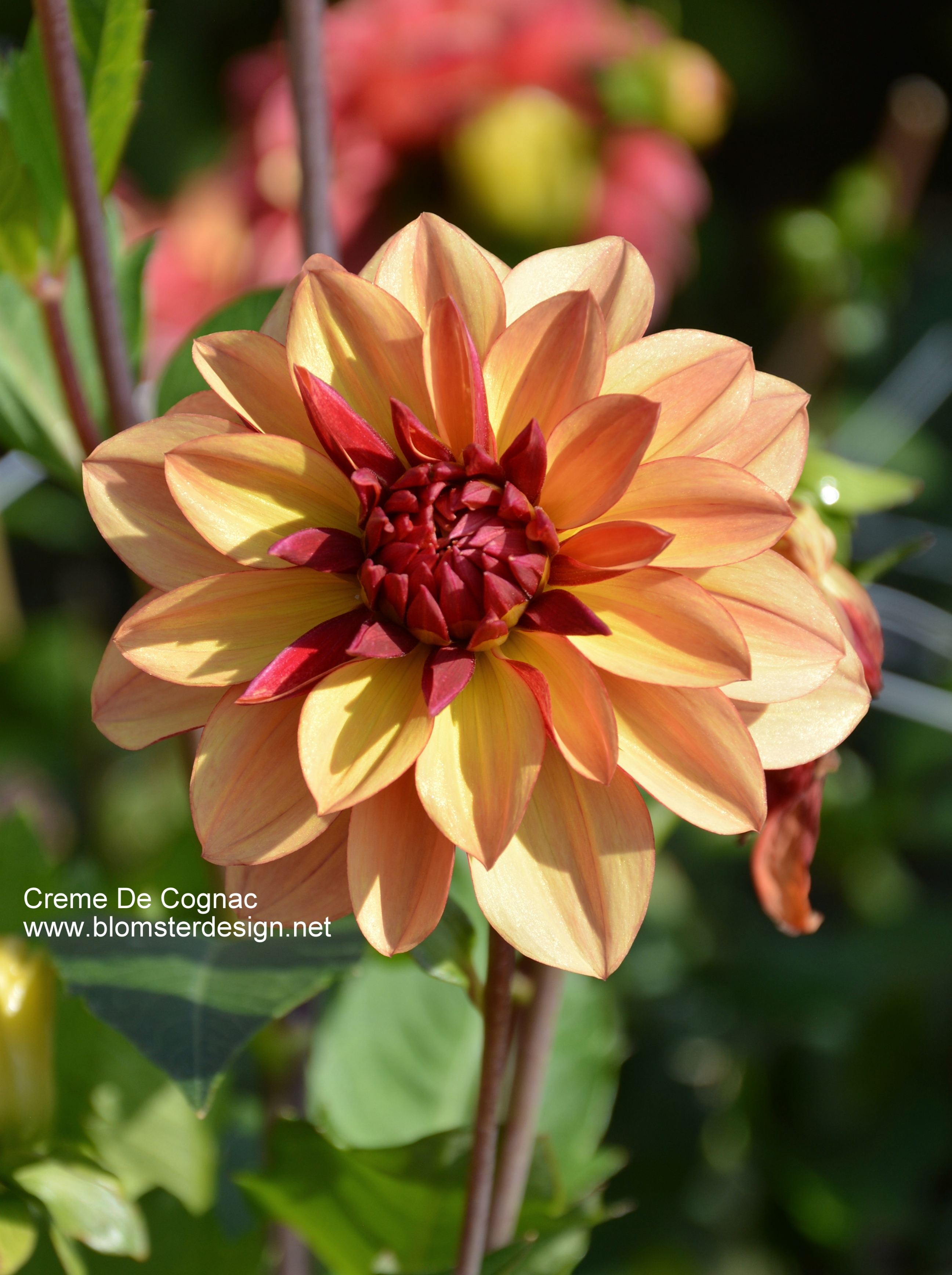 Dahlia Creme de Cognac