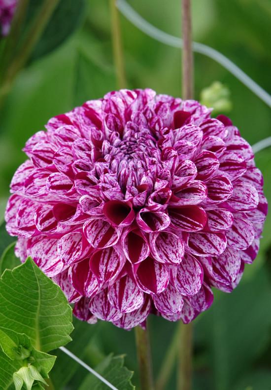 Dahlia Marble ball