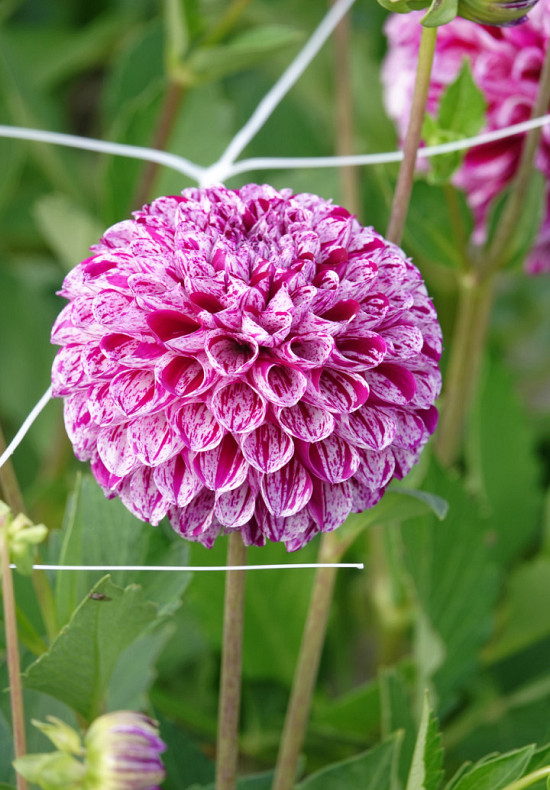 Dahlia Marble ball - 3