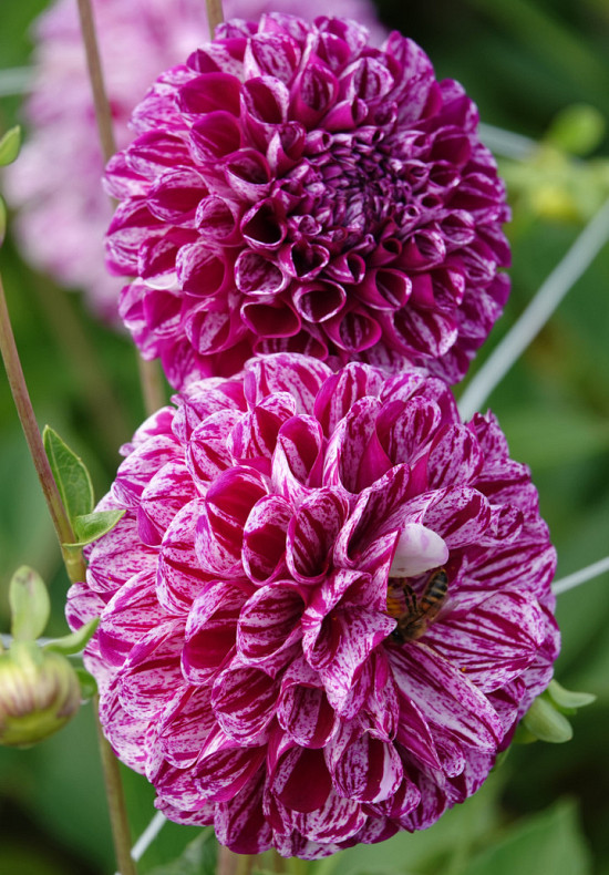 Dahlia Marble ball