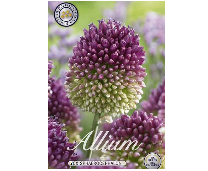 ALLIUM  SPHAEROCEPHALON 20 st lökar