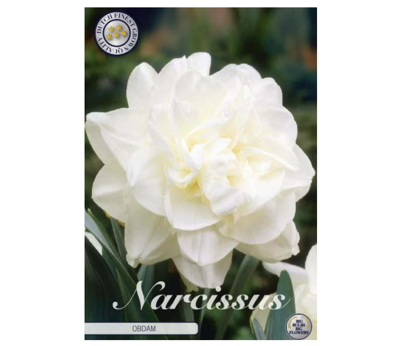 Narciss OBDAM 5 st narcisslökar