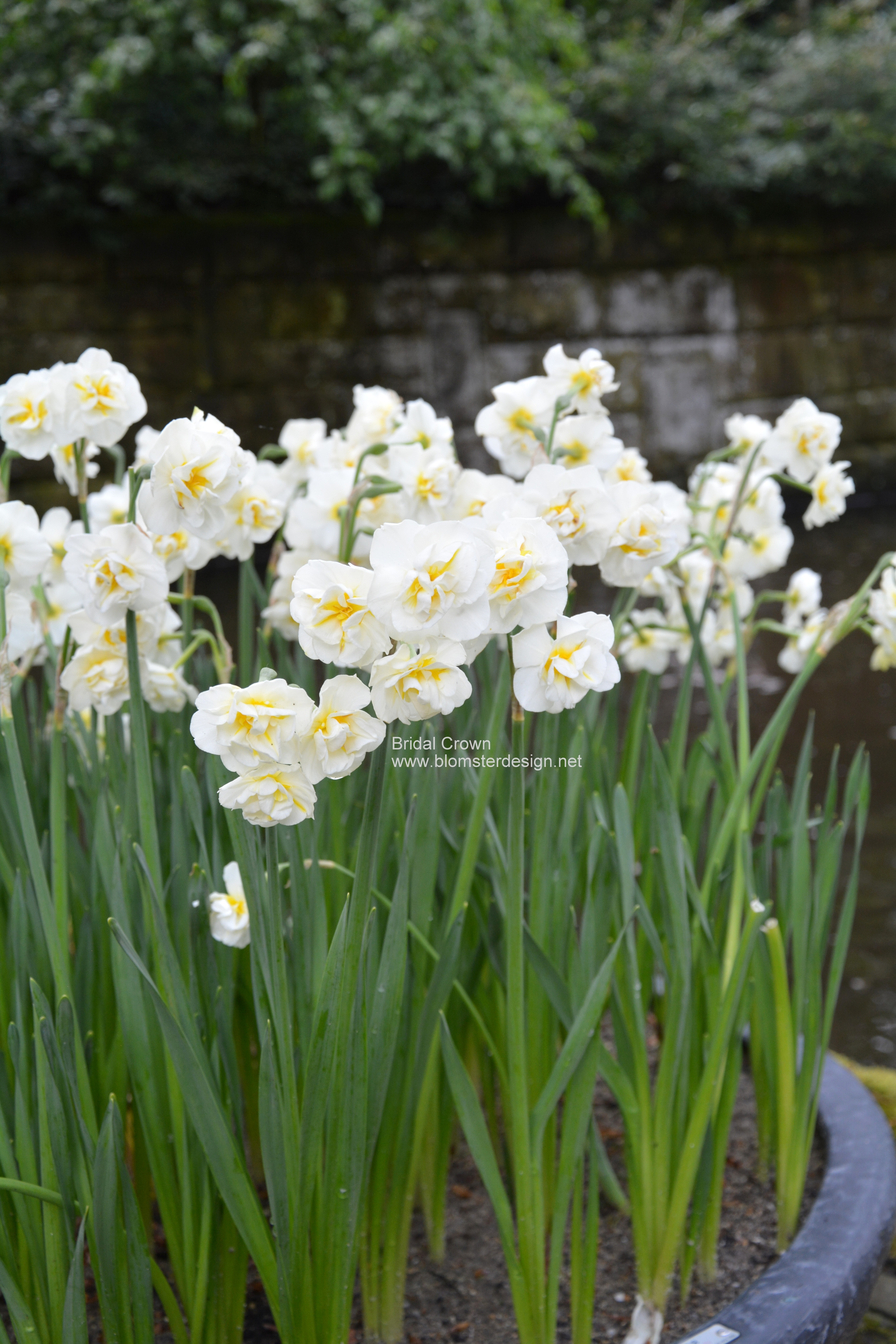 Narciss BRIDAL CROWN 6 st narcisslökar - 3