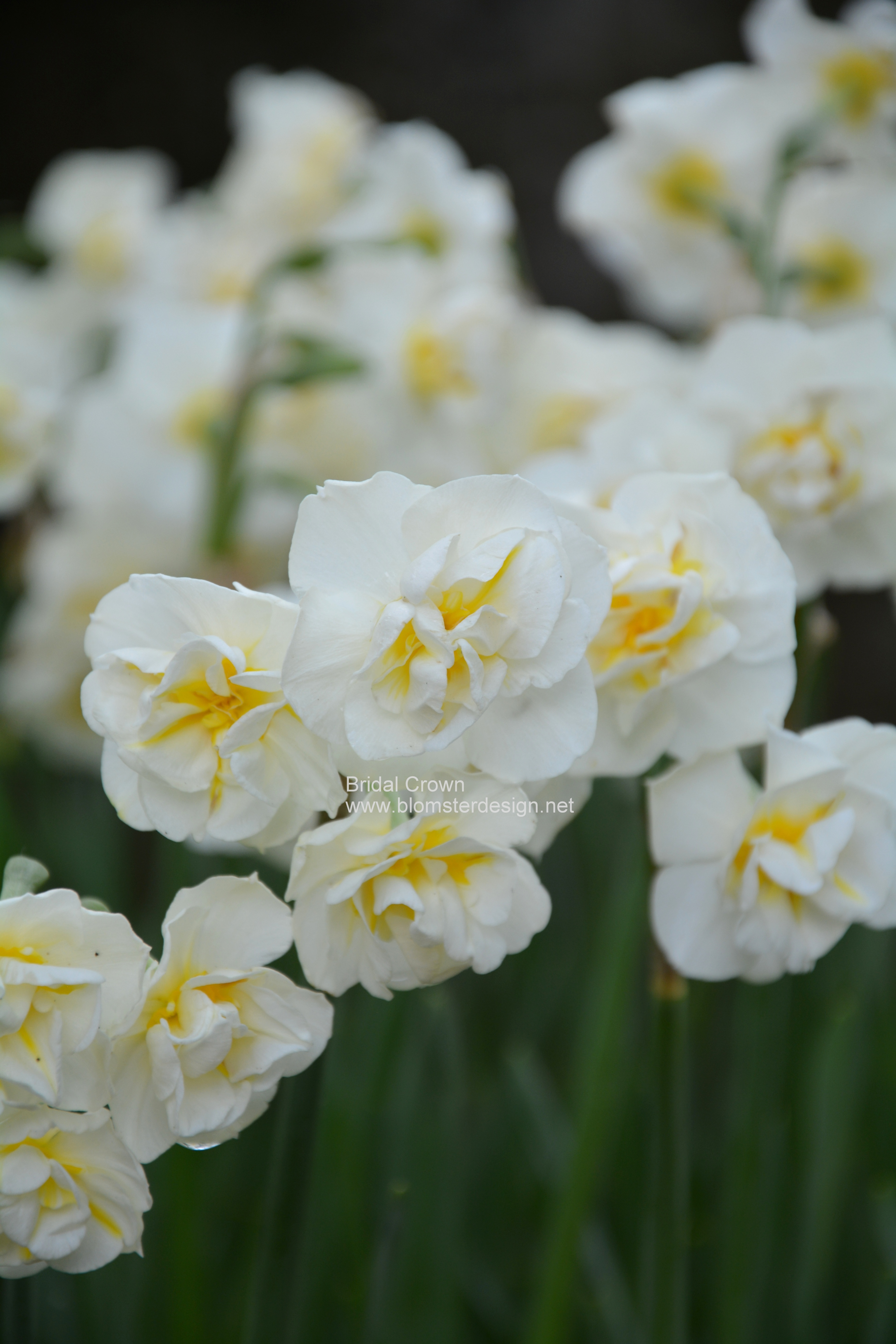 Narciss BRIDAL CROWN 6 st narcisslökar