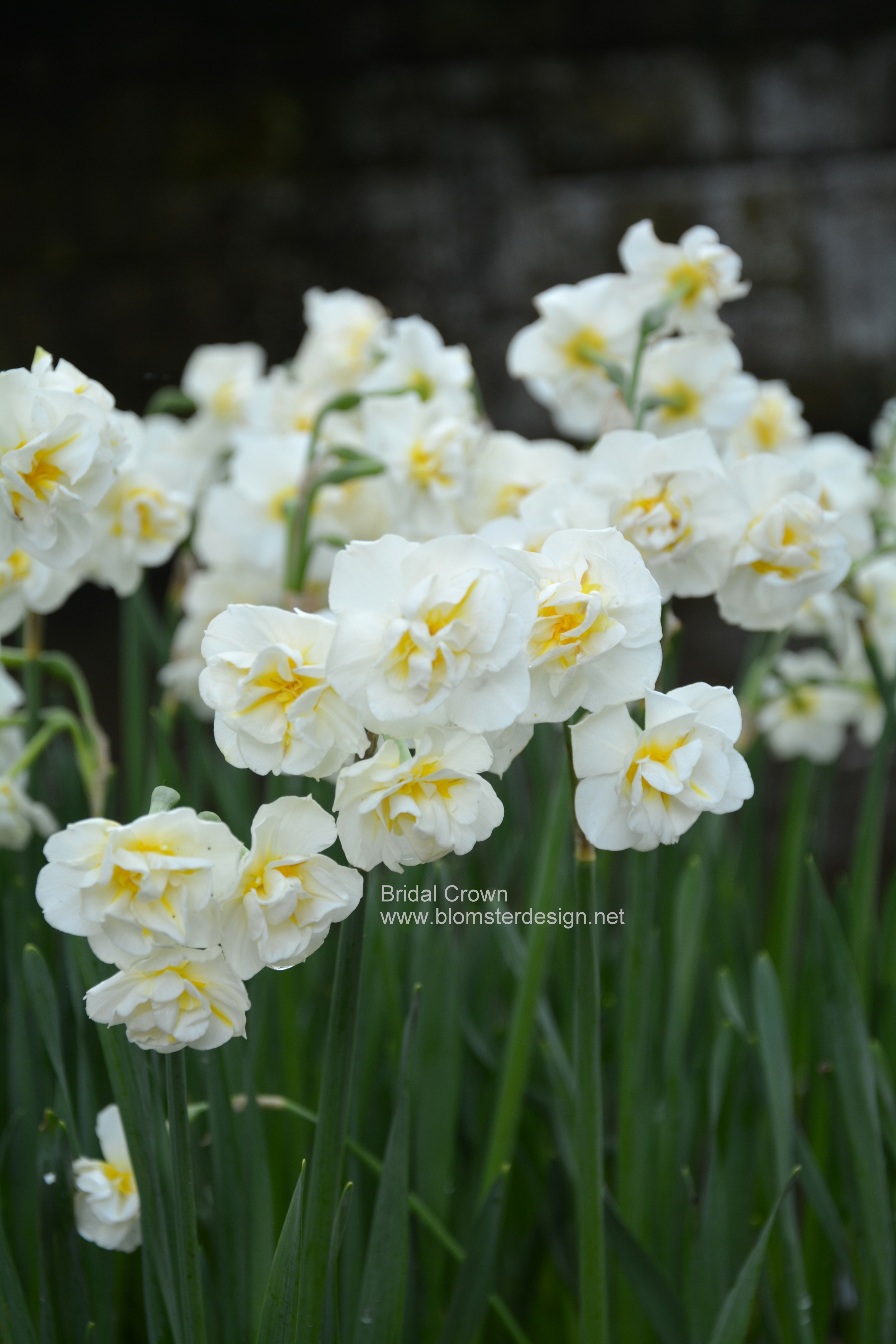 Narciss BRIDAL CROWN 6 st narcisslökar
