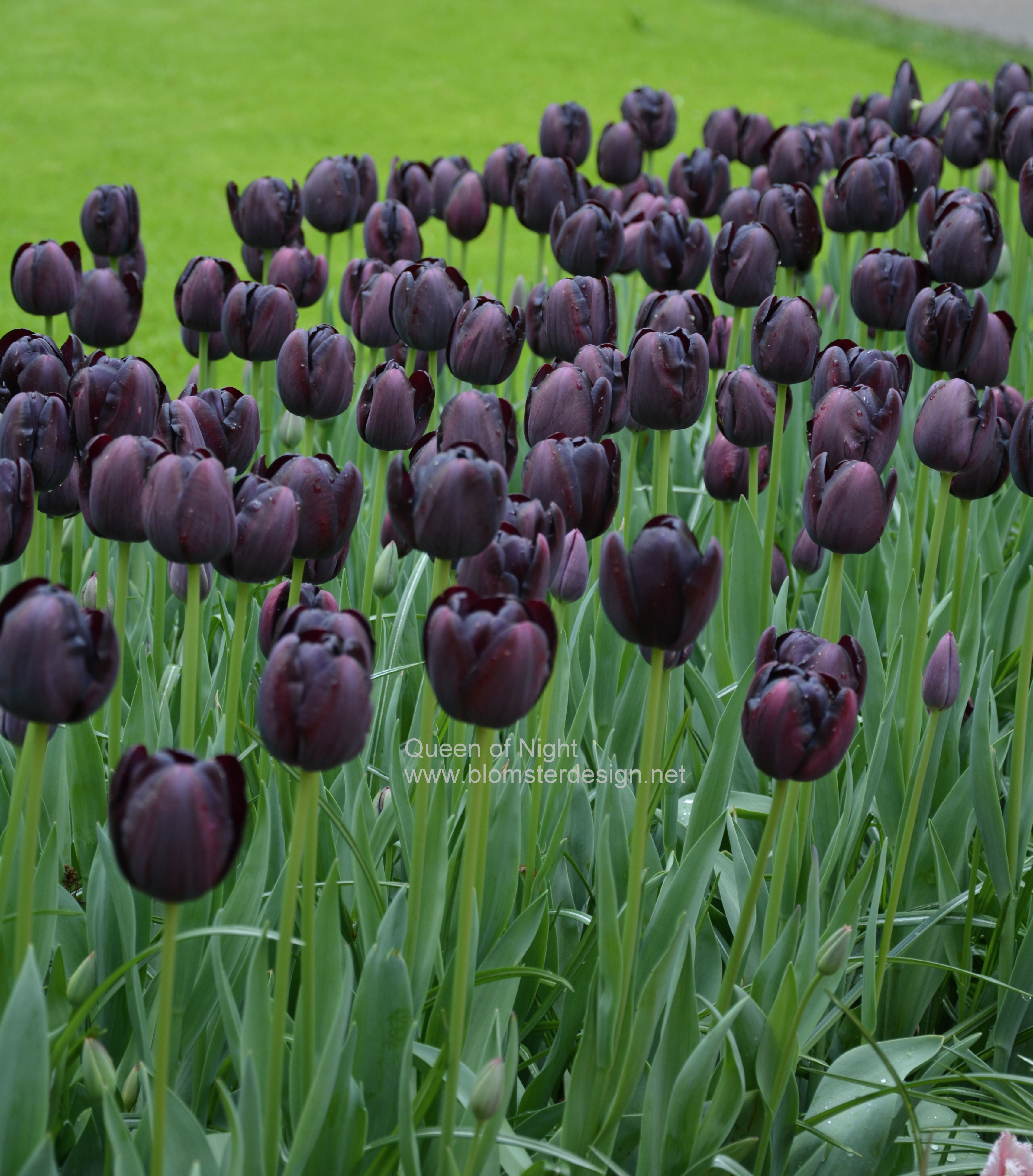 Tulpan QUEEN OF NIGHT 7 st tulpanlökar