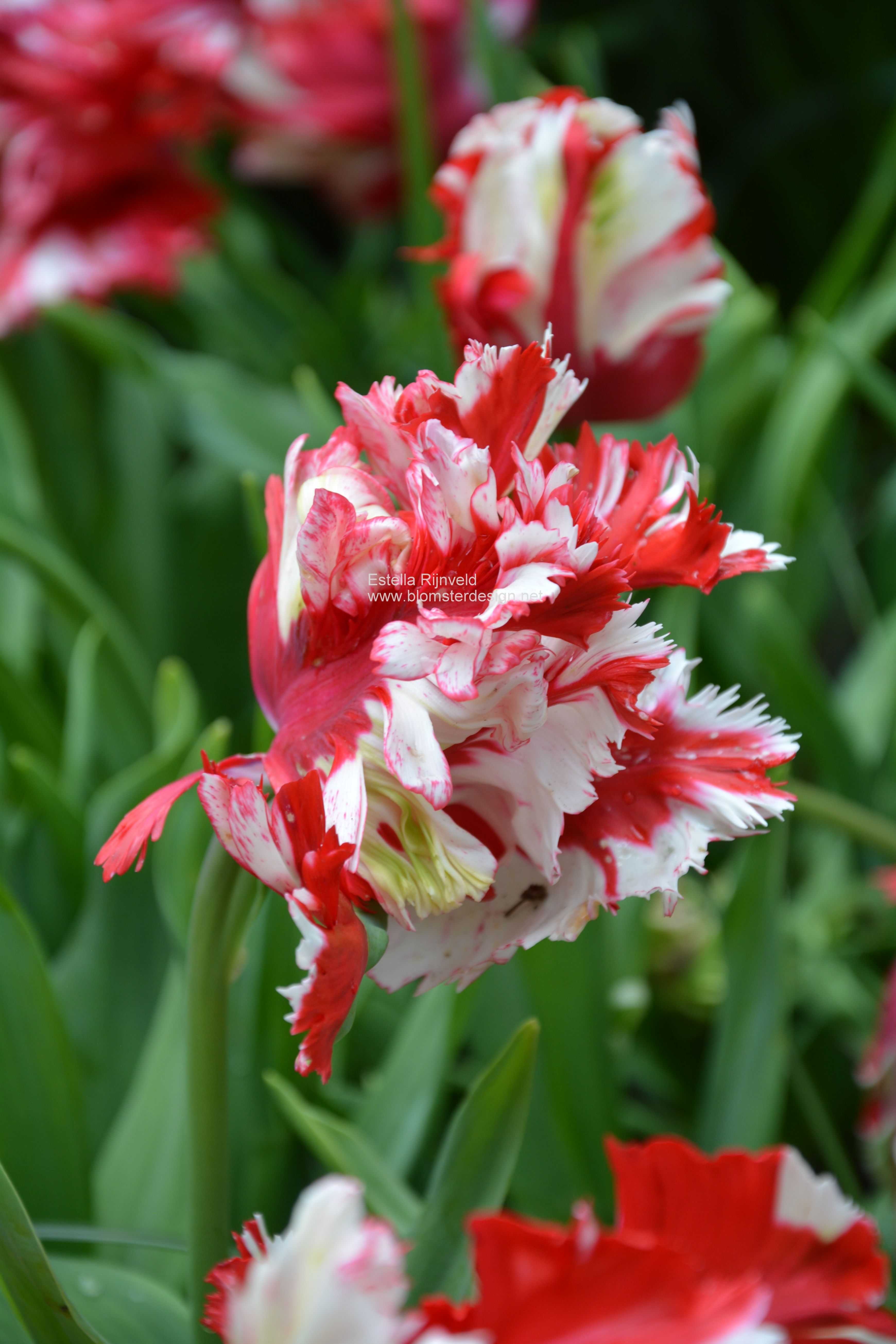 Papegojtulpan ESTELLA RIJNVELD 7 st tulpanlökar - 4