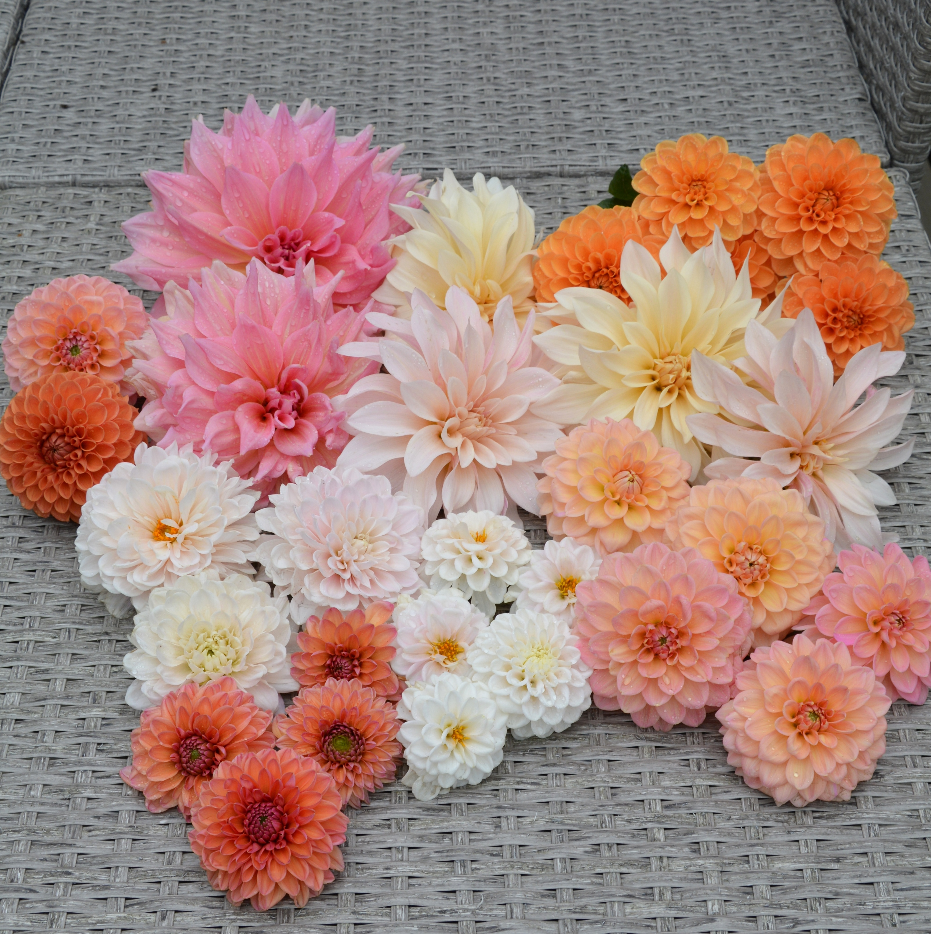 DAHLIOR 20% rabatt på ALLA dahlior 