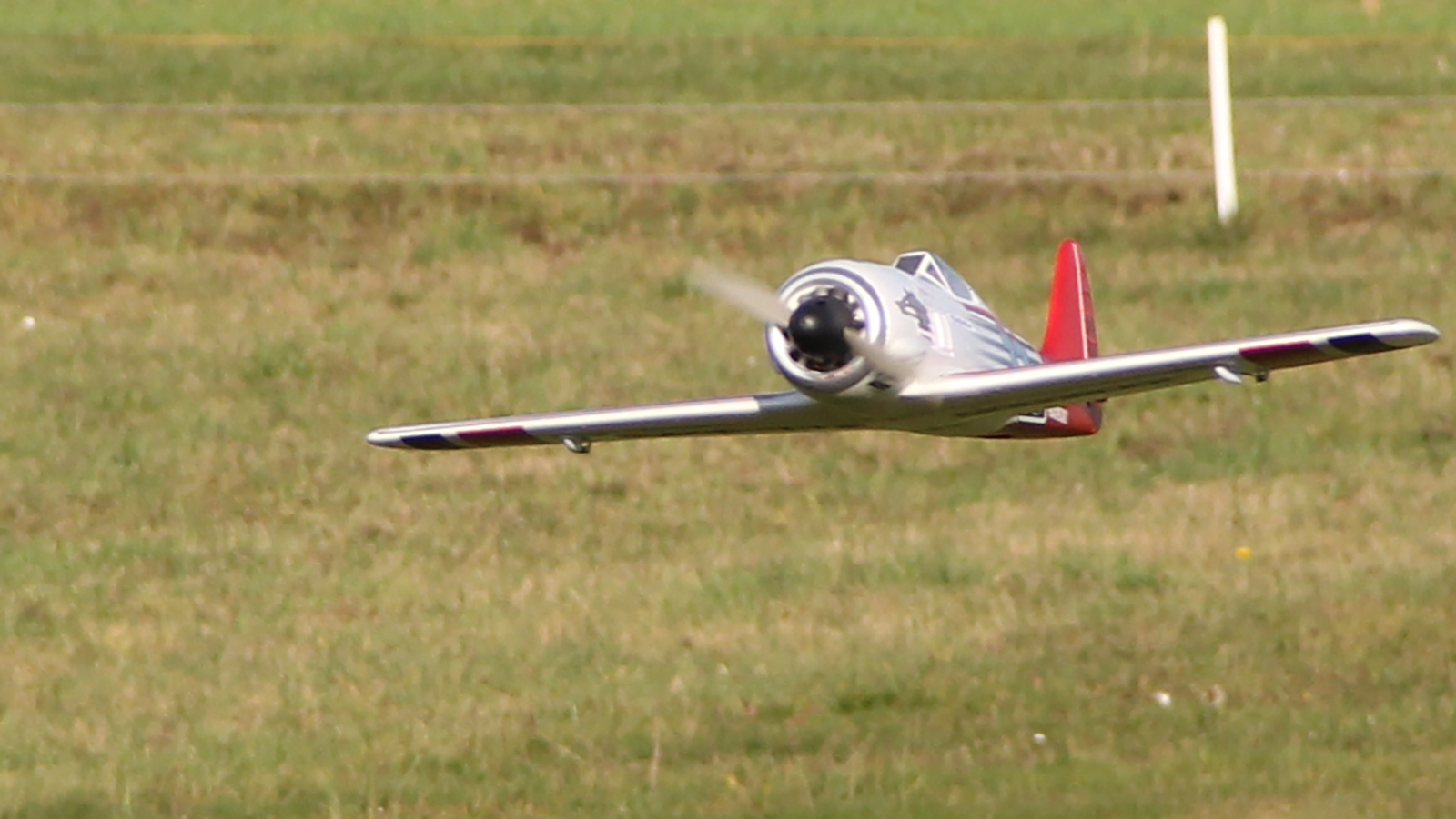 Multiplex RaceWulf RR - 19