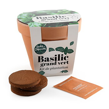 Basilika  odla din egna WS