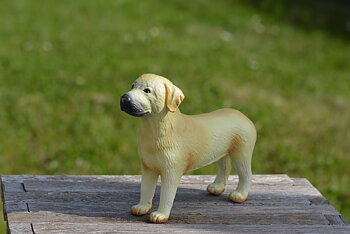 Hund Labrador FS