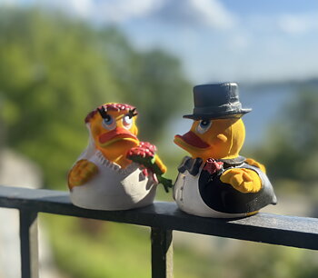 Anka Brud och Brudgum WS