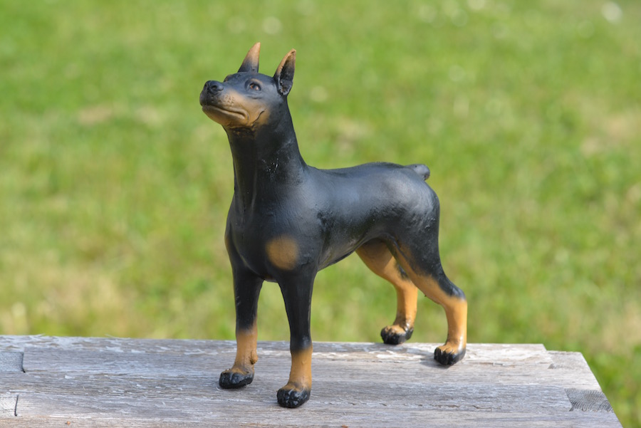 Hund Doberman