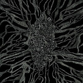 Blessed by Perversion - Between Roots and Darkness [CD]
